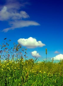 green_grass_blue_sky.jpg
