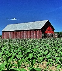 CT Tobacco Farm