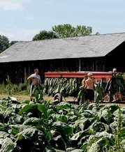 Tobacco Farm in CT