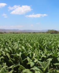 Tobacco Field in Nicaragua